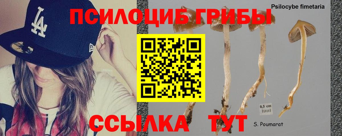 Галлюциногенные грибы мицелий  Галлюциногенные грибы Psilocybe  где продают   Нарьян-Мар  Вход с VPN 